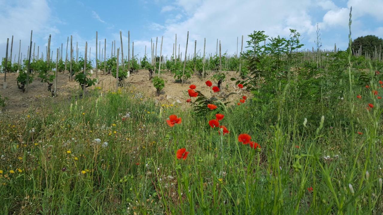 Les Vignes Ardechoises - Peuplier Holiday home Sarras