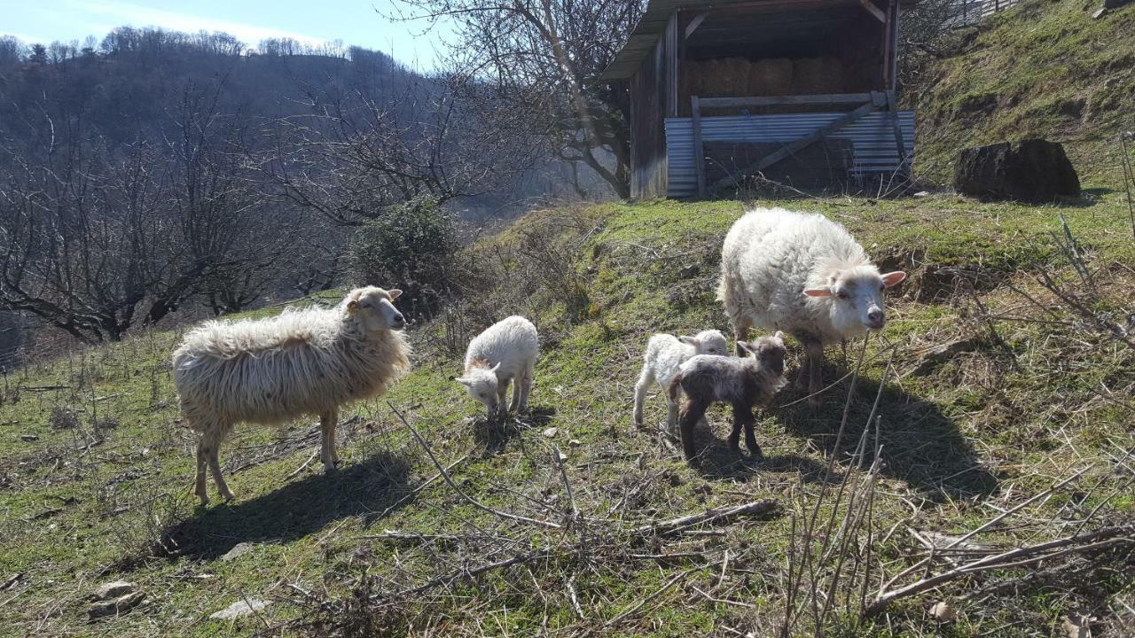Les Vignes Ardechoises - Peuplier