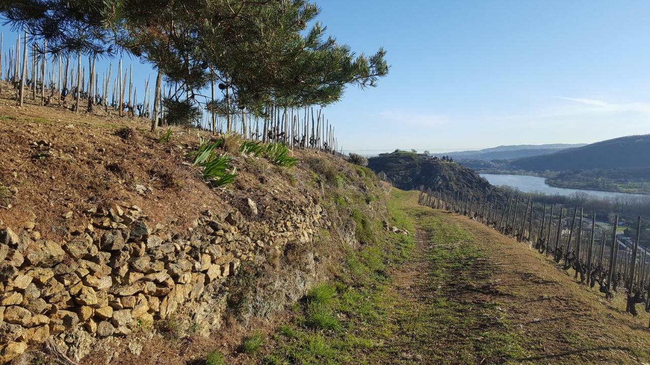 Les Vignes Ardechoises - Peuplier