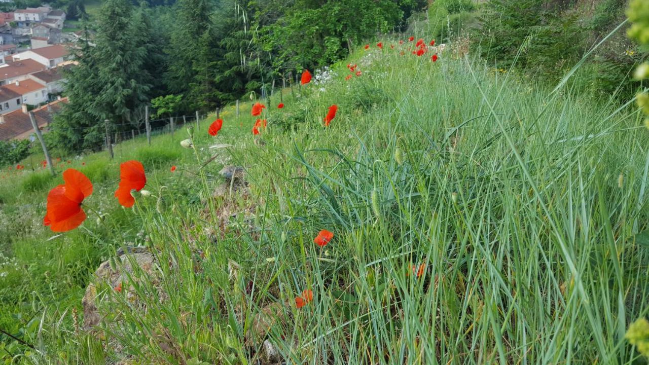 Les Vignes Ardechoises - Peuplier Sarras