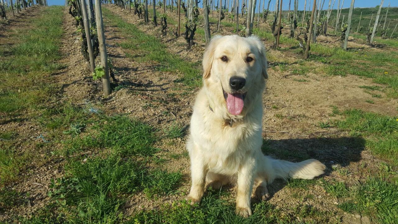 Les Vignes Ardechoises - Peuplier *