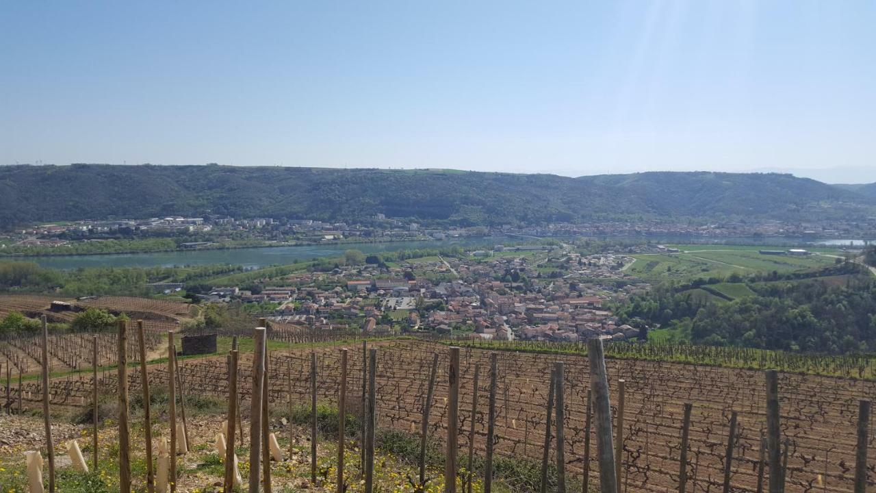 Les Vignes Ardechoises - Peuplier